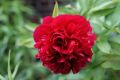 Piwonia Red Magic