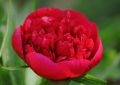 Piwonia Red Magic