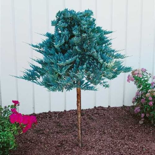 Jalovec polehlý BLUE CHIP na kmínku