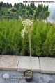 Trzmielina GOLD na pniu 100-120 cm