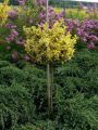 Trzmielina GOLD na pniu 100-120 cm