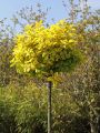 Trzmielina GOLD na pniu 100-120 cm