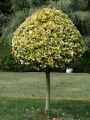 Trzmielina GOLD na pniu 100-120 cm