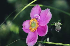 Sasanka ANABELLE DEEP ROSE
