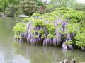 Wisteria Kwiecista LUDWIK LAWIN