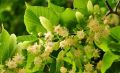 Lipa drobnolistna GREENSPIRE