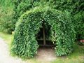 Grab pospolity PENDULA - szczepiony 170 cm