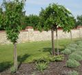 Grab pospolity PENDULA - szczepiony 170 cm