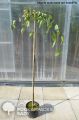 Grab pospolity PENDULA - szczepiony 170 cm
