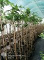 Grab pospolity PENDULA - szczepiony 170 cm