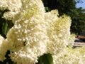 Hortensja Bukietowa Magical Sweet Summer na pniu
