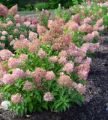 Hortensja Bukietowa Magical Sweet Summer na pniu