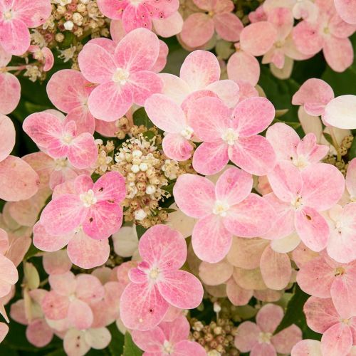 Hortenzie latnatá Polestar na parezu