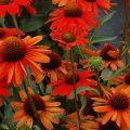 Jeżówka KISMET INTENSE ORANGE