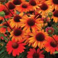 Jeżówka KISMET INTENSE ORANGE
