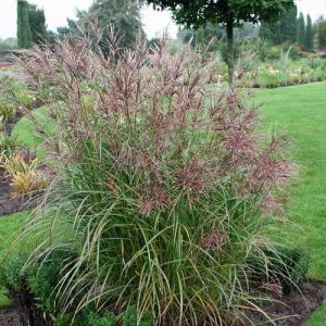 Ozdobnice čínská SIOUX