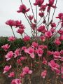 Magnolia WATERMELON
