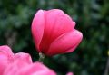 Magnolia WATERMELON