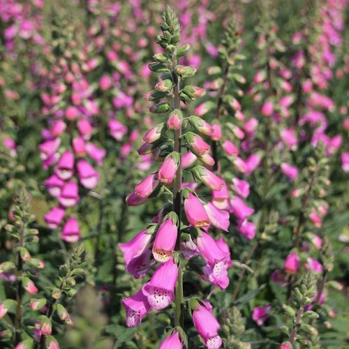 Náprstník BERRY CANARY