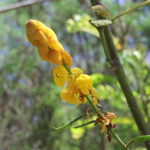 Okřídlený pštros