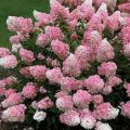 HORTENSJA bukietowa VANILIA FRAISE