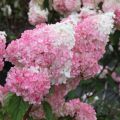 HORTENSJA bukietowa VANILIA FRAISE