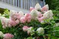 HORTENSJA bukietowa VANILIA FRAISE