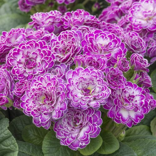 Prvosenka Belarina Candy Frost