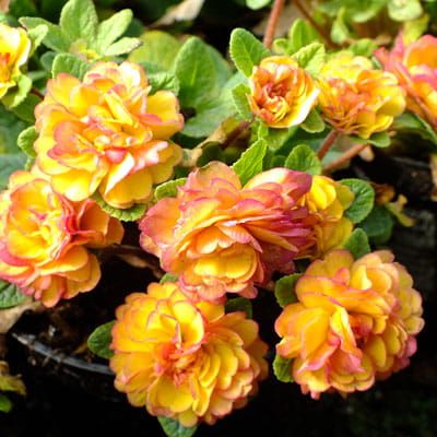 Prvosenka Belarina Rosette Nectarine
