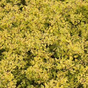 Pámelník Brain de Soleil