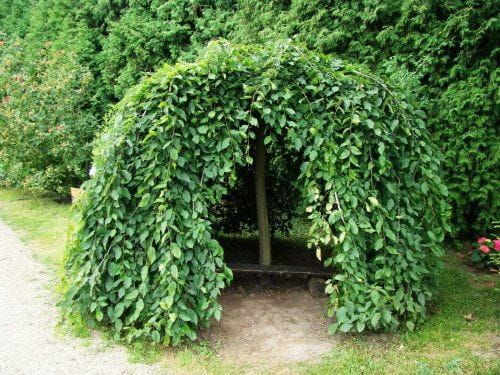 Habr obecný PENDULA – štěpený 120 cm