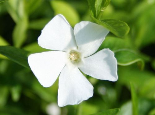 Barvínek menší ELIZA