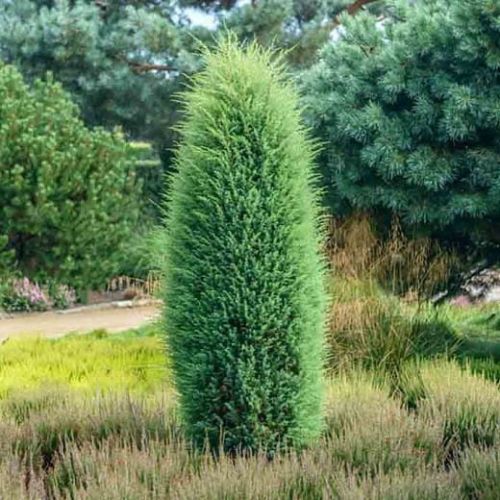 Jalovec obecný HIBERNICA