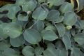 Funkia - Hosta BLUE MOON