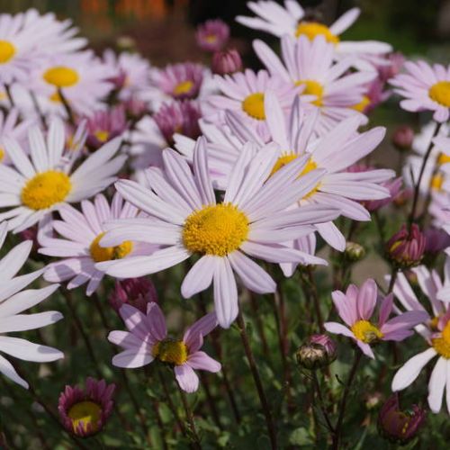 Kopretina šarlatová ROSEUM