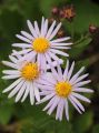 Aster żeniszkowaty ASRAN