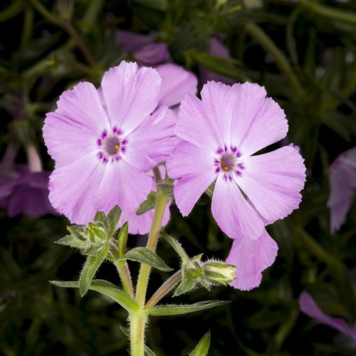 Plamenka šídlovitá Trot Pink