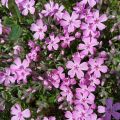 Floks Szydlasty Trot Pink