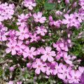 Floks Szydlasty Trot Pink