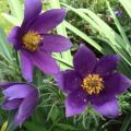 Sasanka Zwyczajna PULSAR VIOLET SHADES
