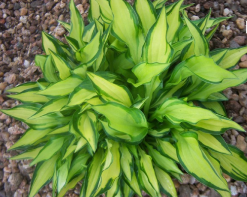 Bohyška -  Hosta TENNY WENNY BIKINI