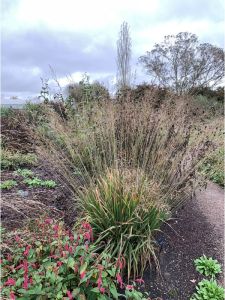 TRÁVA Bezkolenec FONTANE