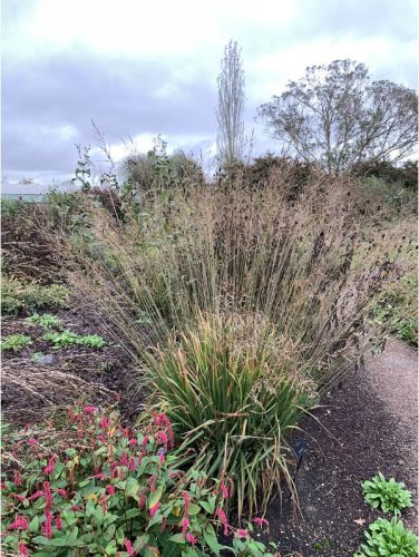 TRÁVA Bezkolenec FONTANE