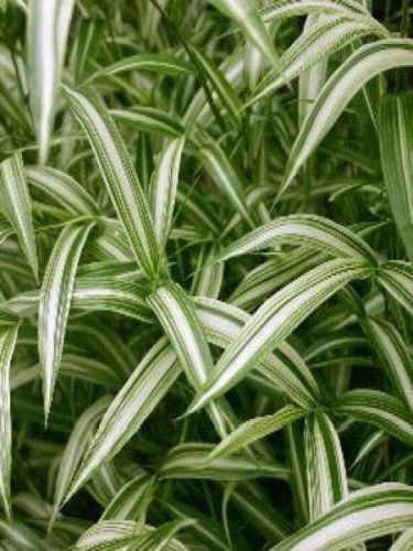 Trpasličí bambus TSUBOI