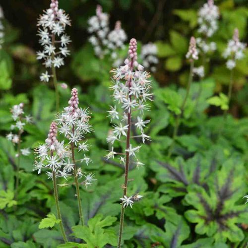 Tiarella IRON BUTERFLY