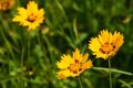 NACHYŁEK WIELKOKWIATOWY ANDIAMO YELLOW