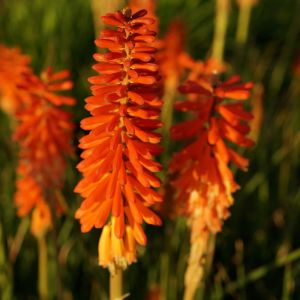 Mnohokvět hroznatý ROJO