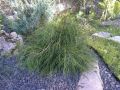 Thuja FILIFORMIS