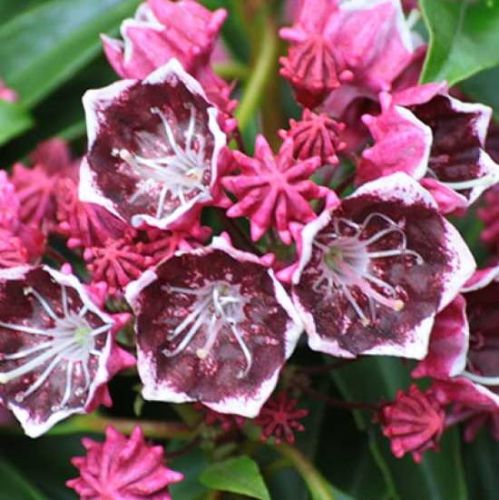 Kalmia širokolistá KALEIDOSKOP