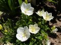 Dzwonek Karpacki PEARL WHITE